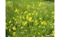 因為小白菜和油菜引起的不可調(diào)節(jié)的爭議