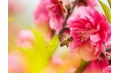 桃花都快開(kāi)了 你還宅在家里嗎？