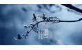 今日霜降 | 一年補(bǔ)透透，不如補(bǔ)霜降